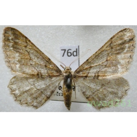Agriopis bajaria (Denis & Schiffermüller, 1775) male Zimowek brunatek Czech76d